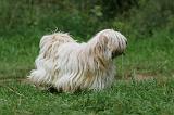 TERRIER DU TIBET 257